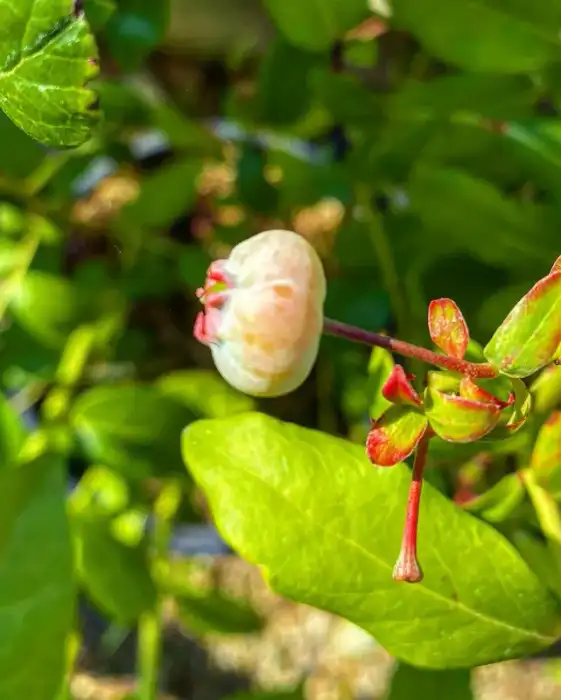 Herbs & fruits · Photograph 15