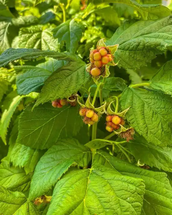 Herbs & fruits · Photograph 19