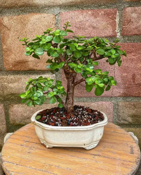 Dwarf Jade Bonsai