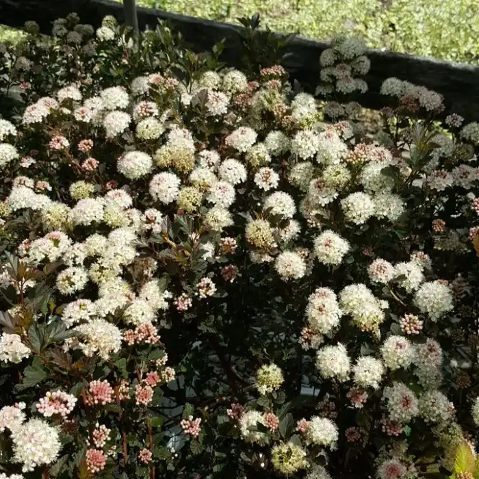 Shrubs · Photograph 23