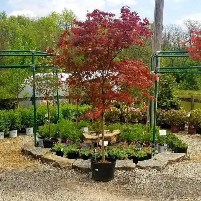 Trees collection at Reminiscent
