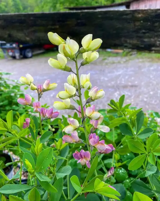 Perennials · Photograph 3