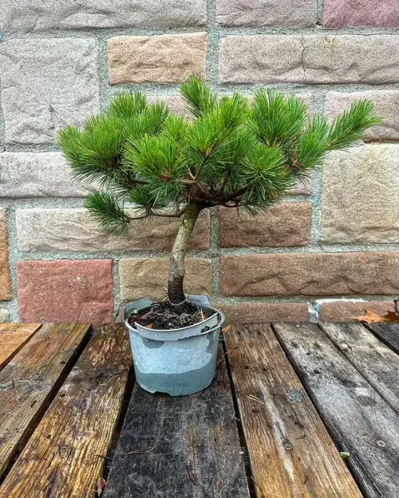 Japanese White Pine Bonsai