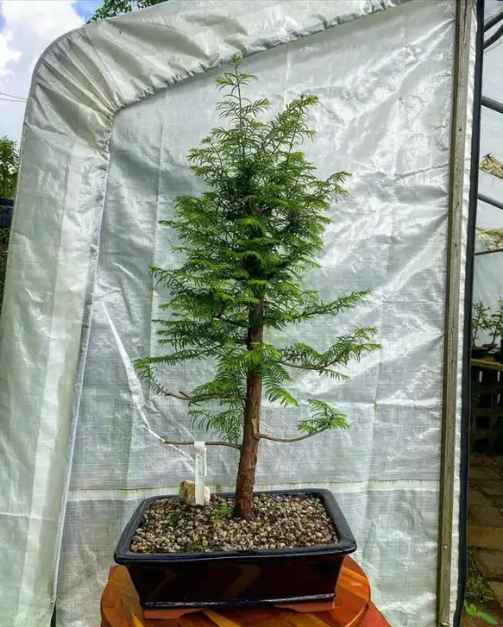 Dawn Redwood Bonsai