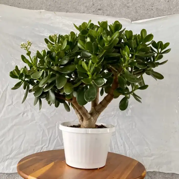 Bonsai through the years · Photograph 11