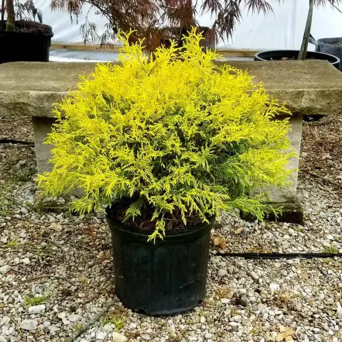 Shrubs · Photograph 10
