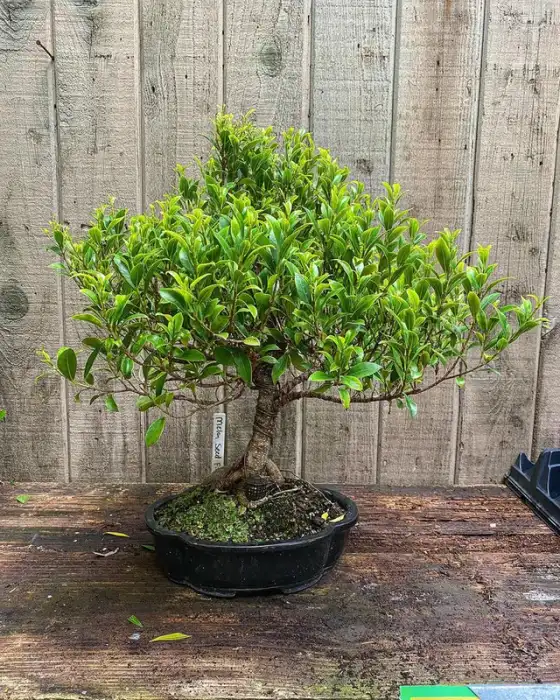 Melon Seed Ficus