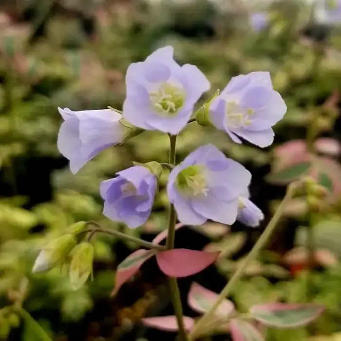 Perennials · Photograph 5