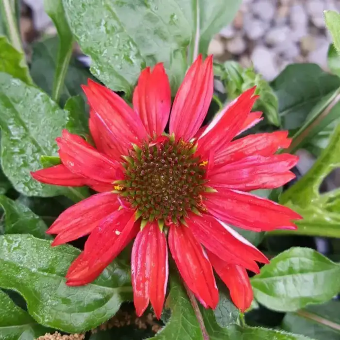 Perennials · Photograph 15