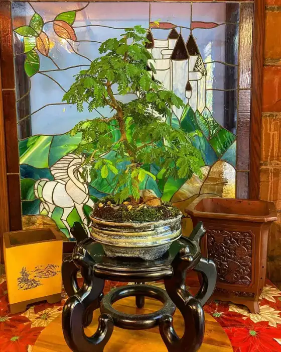 Bonsai around the nursery · Photograph 2