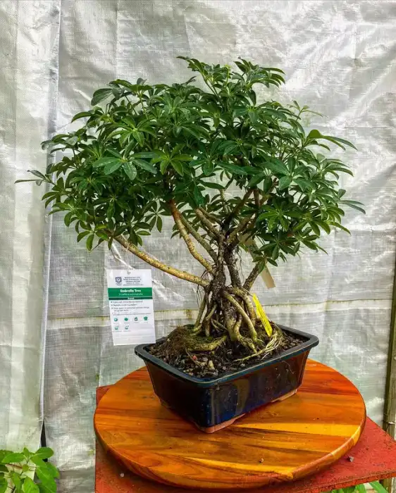 Bonsai around the nursery collection at Reminiscent