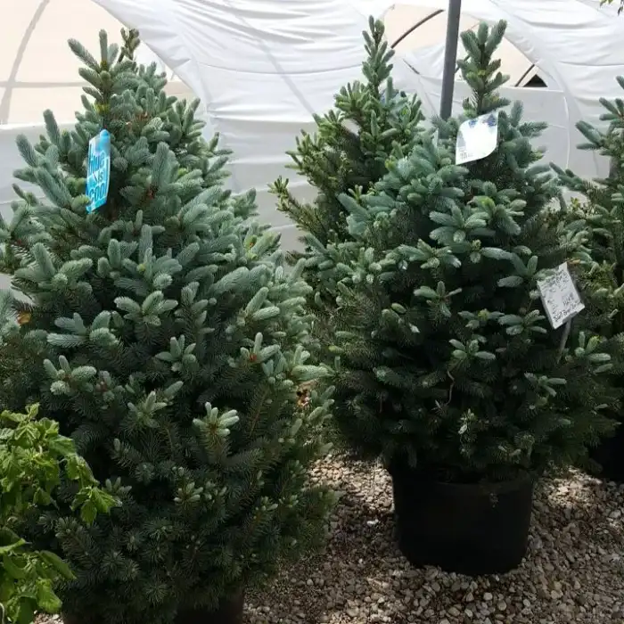 Trees · Photograph 10