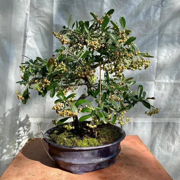Pyracantha