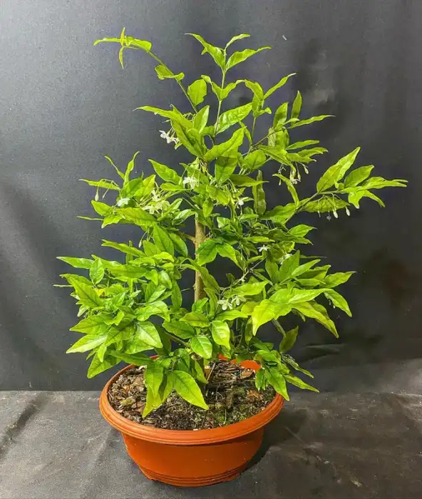 Water Jasmine at Reminiscent Nursery