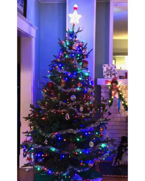 Fresh cut Fraser fir Christmas trees