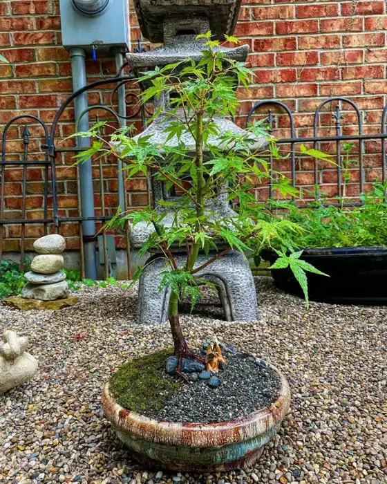 Bonsai around the nursery · Photograph 8