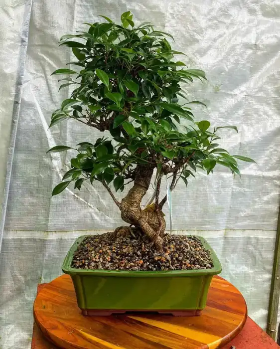 Bonsai around the nursery · Photograph 23