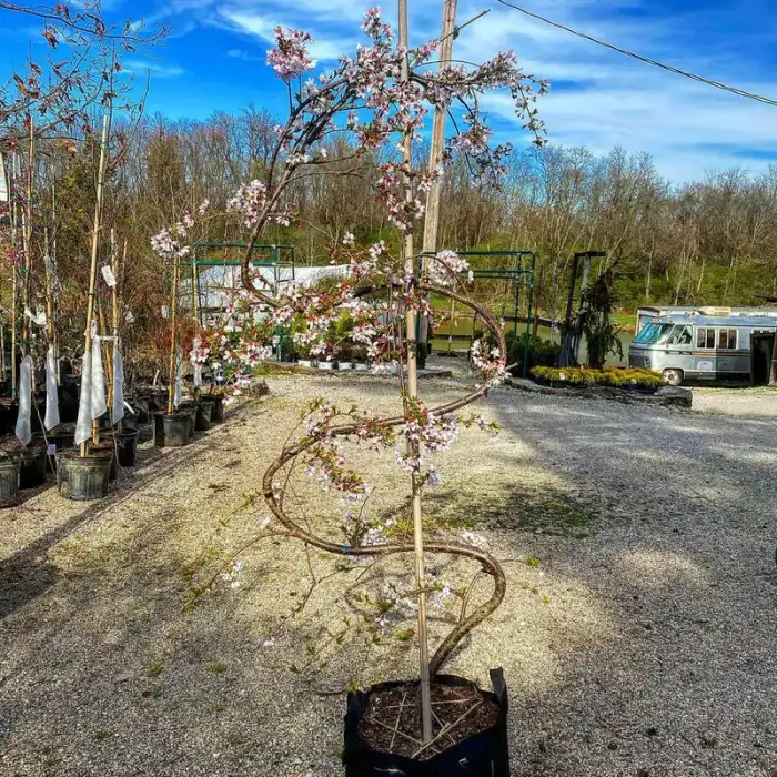 Trees · Photograph 23