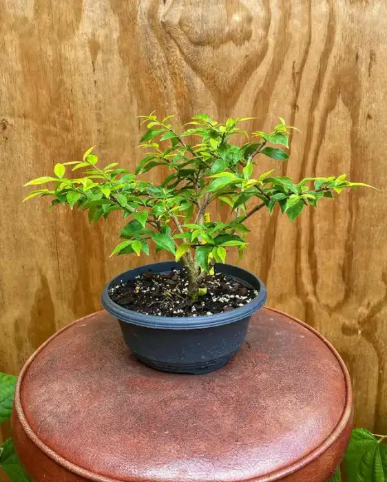 Water Jasmine Bonsai