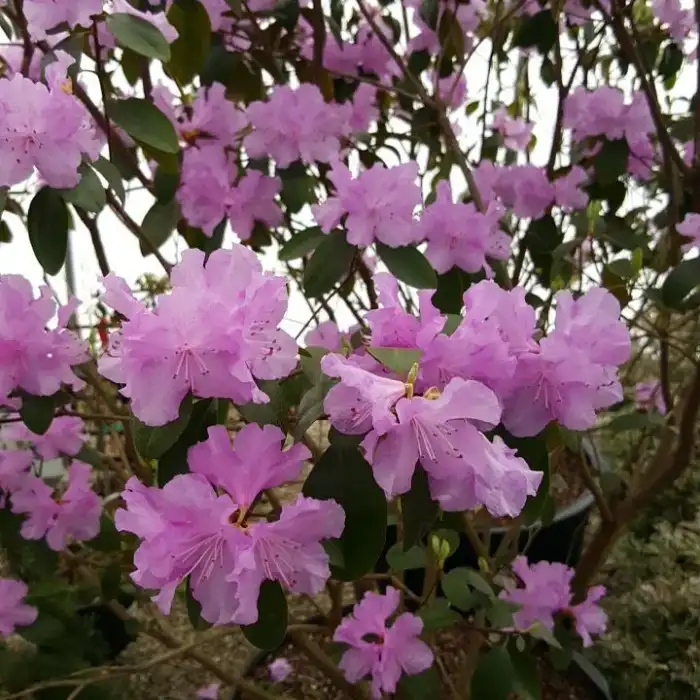 Shrubs · Photograph 12