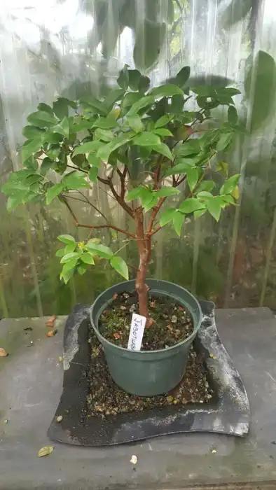 Jaboticaba Bonsai