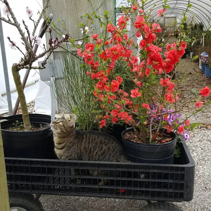 Shrubs · Photograph 13
