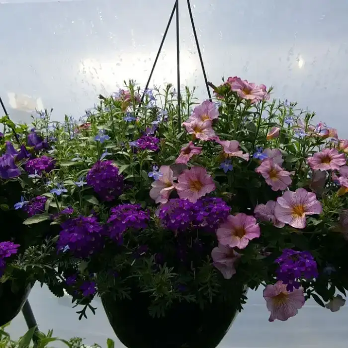 Mixed Hanging Basket