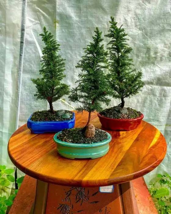 Bonsai around the nursery · Photograph 17