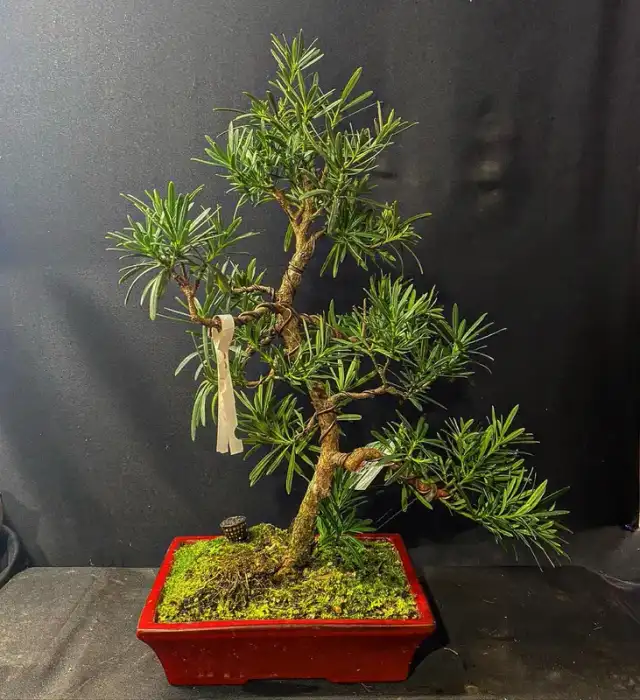Podocarpus at Reminiscent Nursery