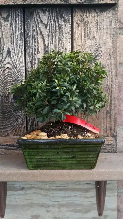 Australian bush cherry at Reminiscent Nursery
