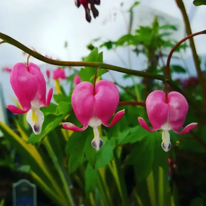 Perennials collection at Reminiscent