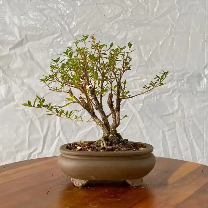 Bonsai through the years · Photograph 14