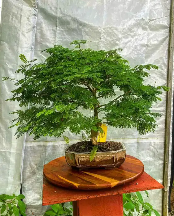 Bonsai around the nursery · Photograph 11