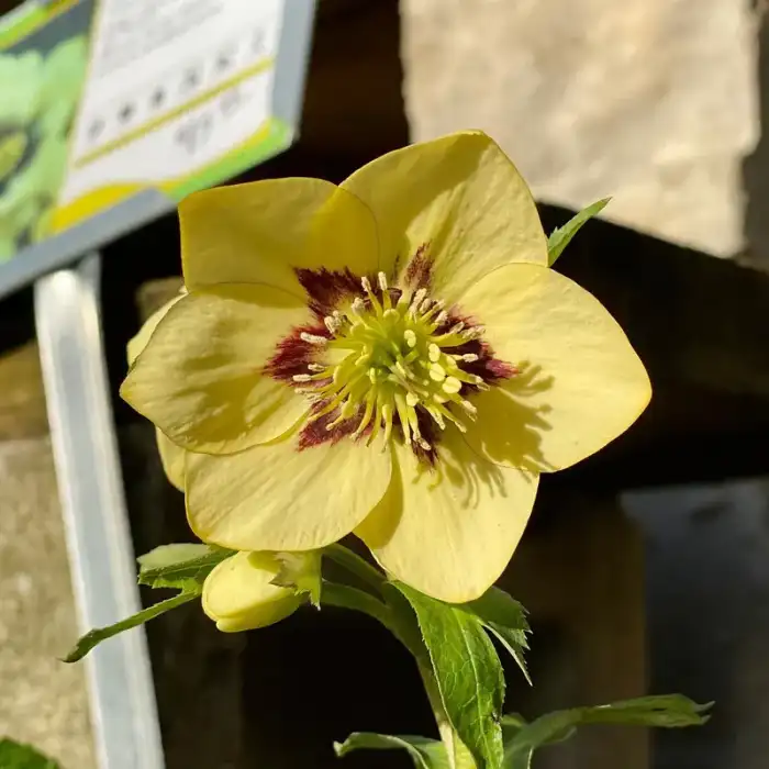 Perennials · Photograph 4