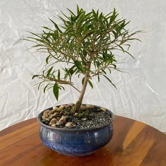 Bonsai through the years · Photograph 17
