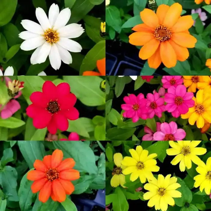 Zinnia