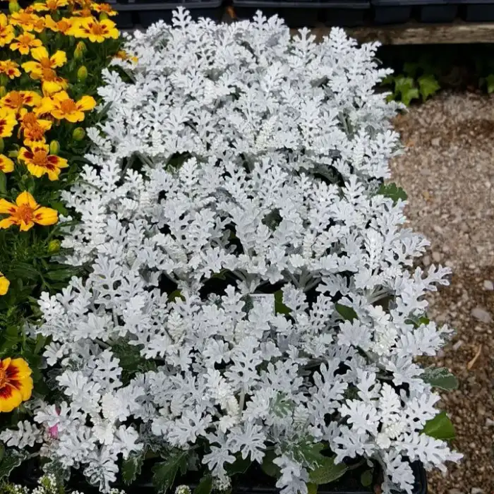 Dusty Miller