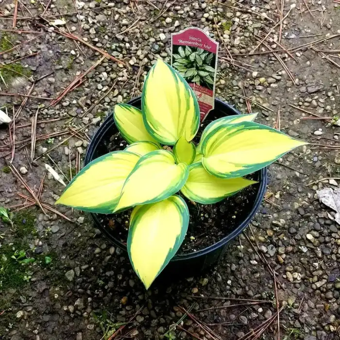 Perennials · Photograph 6