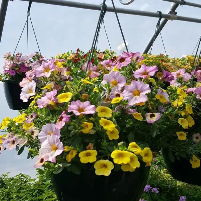 Mixed Hanging Basket