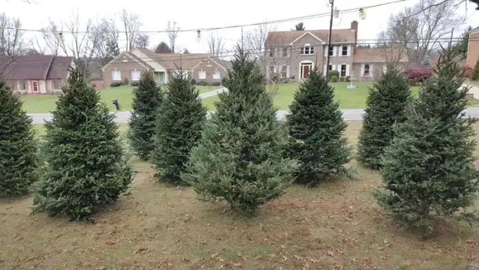 Christmas · Photograph 19