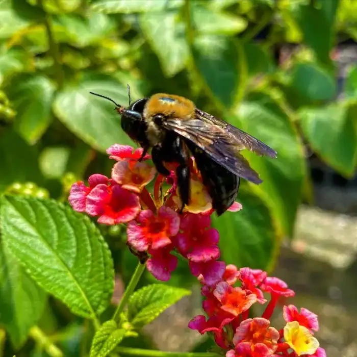 Lantana