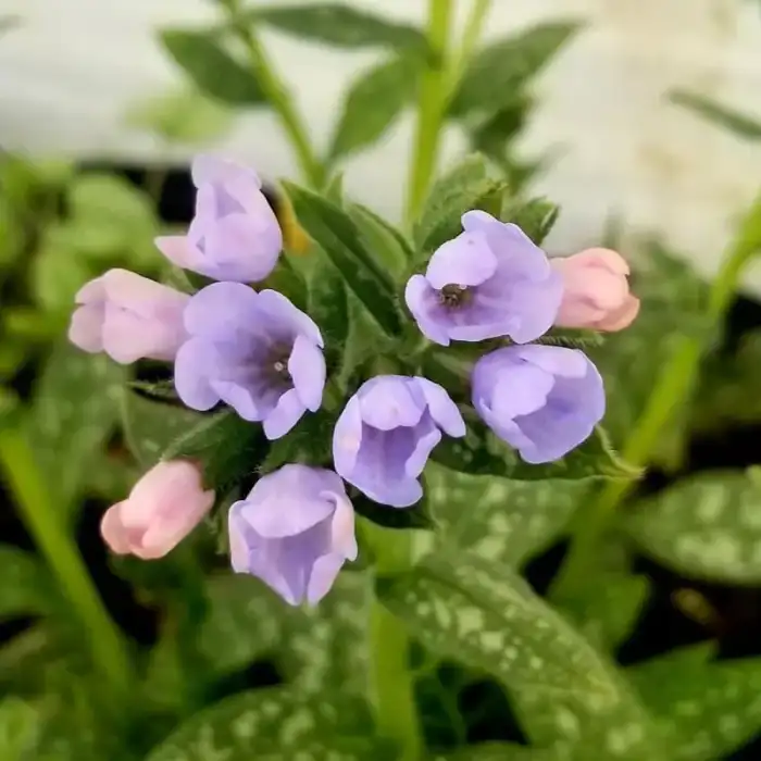 Perennials · Photograph 2