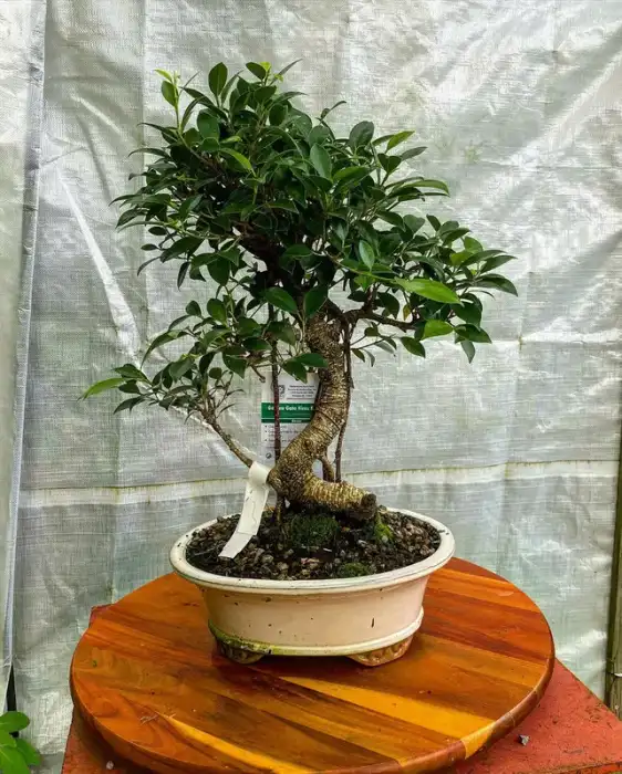Bonsai around the nursery · Photograph 5