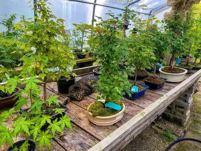 Bonsai through the years · Photograph 21