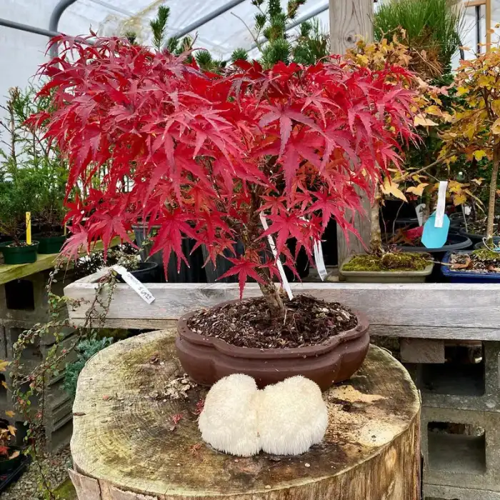 Bonsai through the years · Photograph 5
