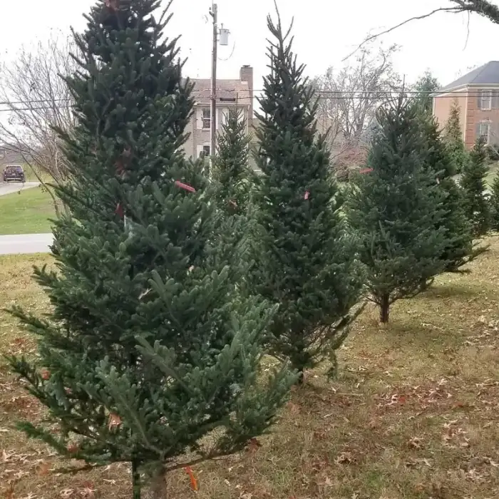 Fresh cut Fraser fir Christmas trees