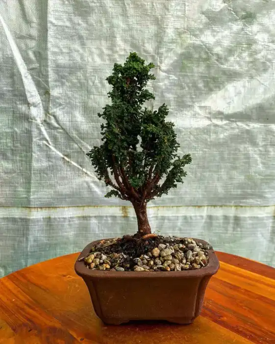 Bonsai around the nursery · Photograph 14