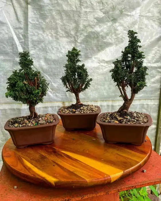 Bonsai through the years collection at Reminiscent