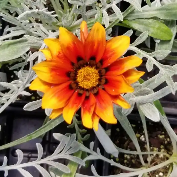 Gazania