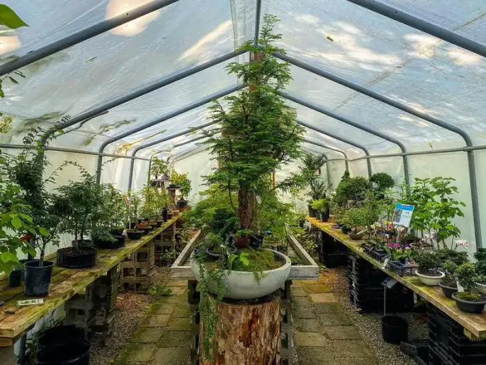 Bonsai around the nursery · Photograph 4